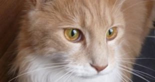 Hazeldene Boarding Cattery